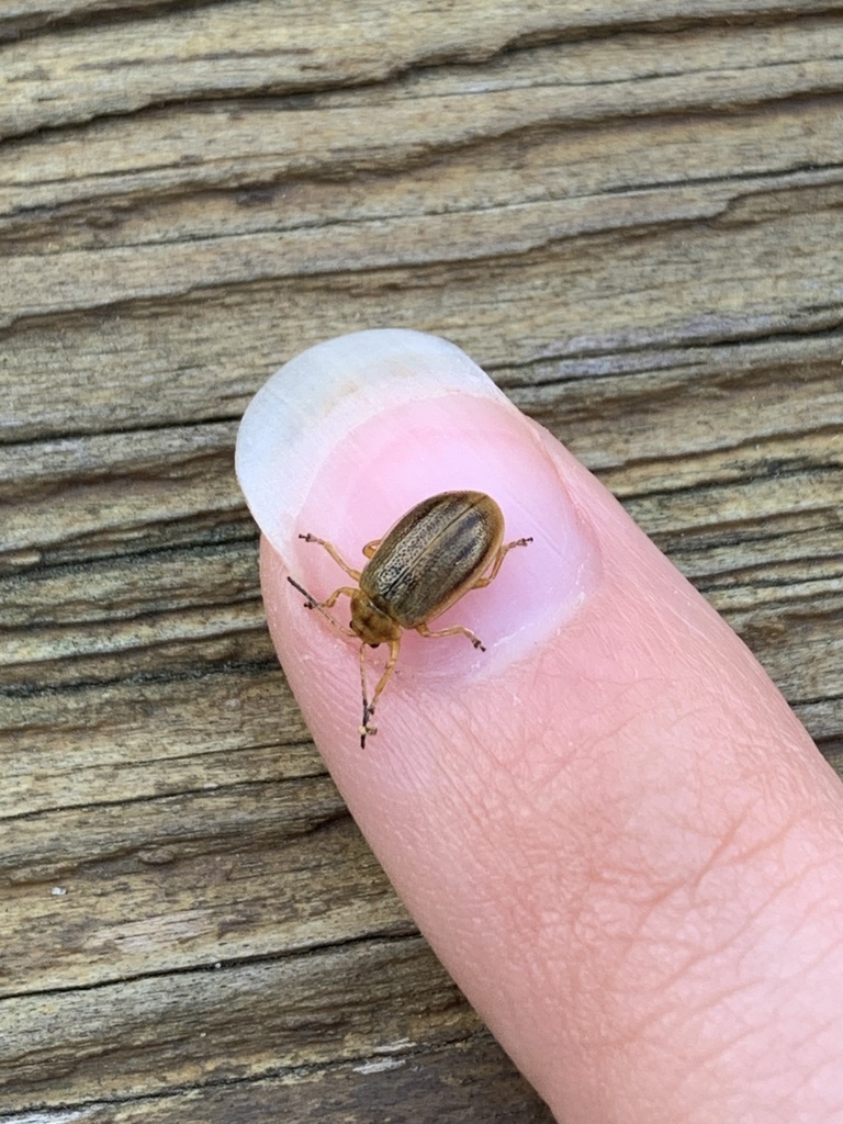 Crowded Leaf Beetle
