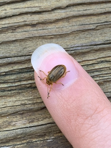 Crowded Leaf Beetle