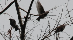 Sturnus vulgaris