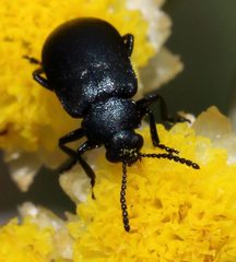 Gastrida abdominalis