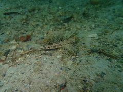 Dactylopus dactylopus
