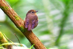 Ficedula hyperythra innexa