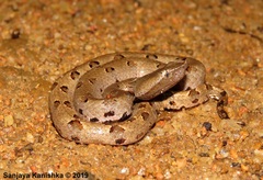 Lowland Hump-Nosed Viper photo 4