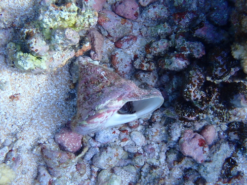 Rochia nilotica