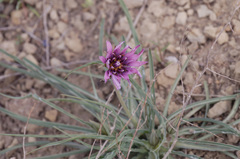 Tragopogon ruber