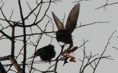 Sturnus vulgaris
