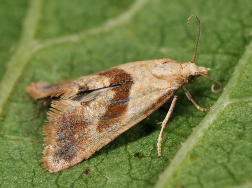 Falseuncaria