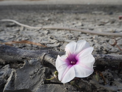 Ipomoea aquatica