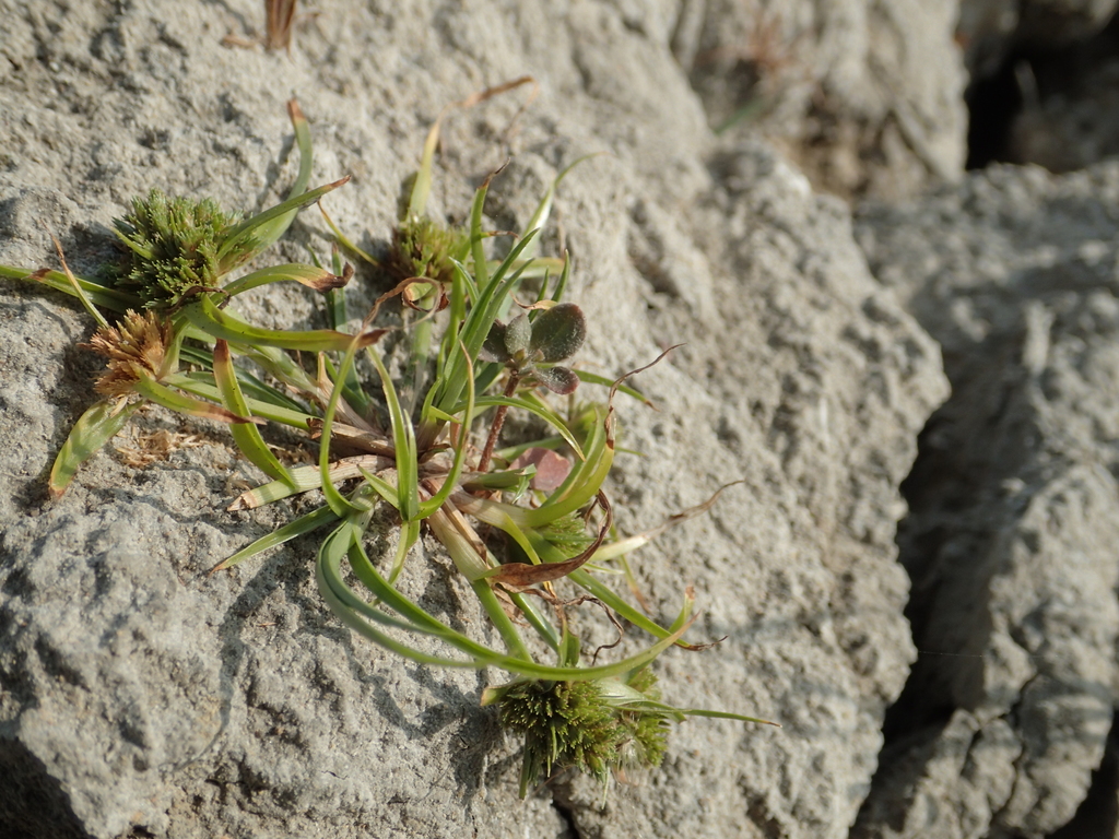 Pygmy sedge (Cyperus michelianus)