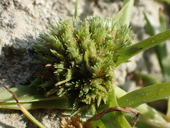 Cyperus michelianus