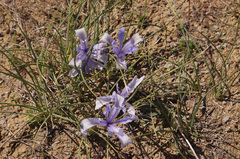 Iris tenuifolia