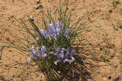 Iris tenuifolia