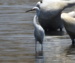 Egretta garzetta nigripes