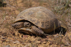 Horsfield's Tortoise photo 4