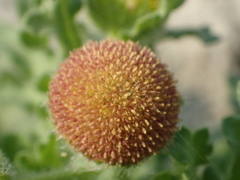 Grangea maderaspatana