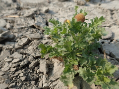 Grangea maderaspatana