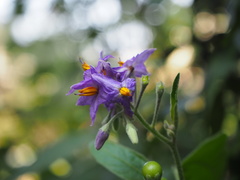 Solanum macaonense