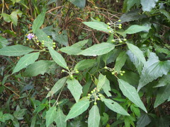 Solanum macaonense