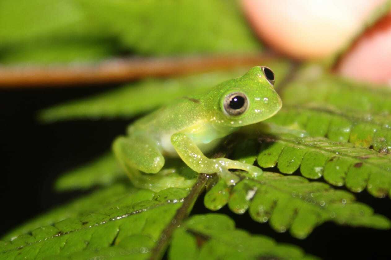 Sanchez's Giant Glass Frog photo 3