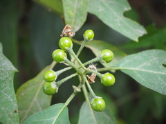 Solanum macaonense