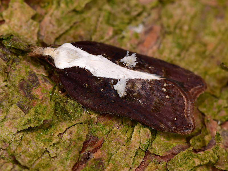 Tufted Button