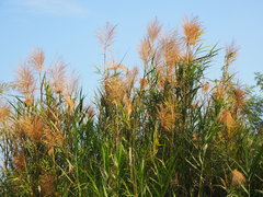Phragmites vallatoria