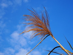 Phragmites vallatoria