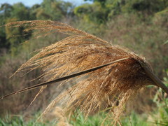 Phragmites vallatoria