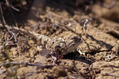 Phrynocephalus helioscopus