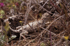 Phrynocephalus helioscopus
