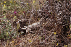 Phrynocephalus helioscopus