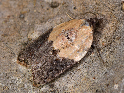 Garden Rose Tortrix