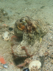 Octopus djinda