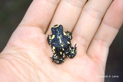 Klappenbach's Red-Bellied Toad photo 3