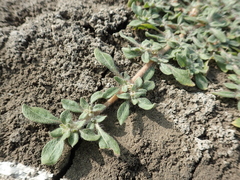 Alternanthera paronychioides