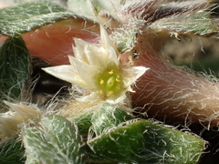 Alternanthera paronychioides