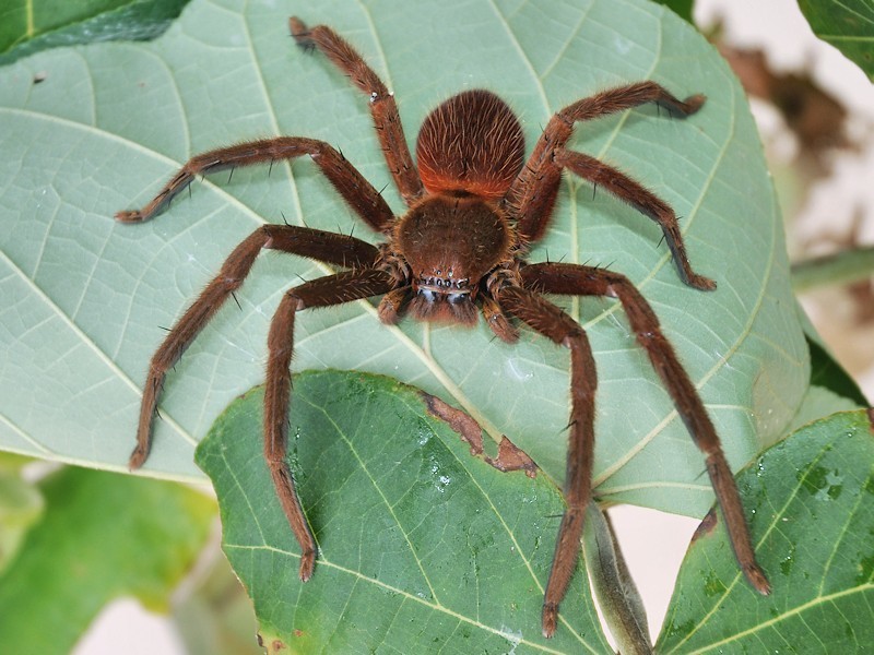 Damastes validus
