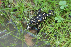 Klappenbach's Red-Bellied Toad photo 2