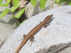 Takydromus