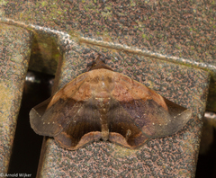 Psimada quadripennis