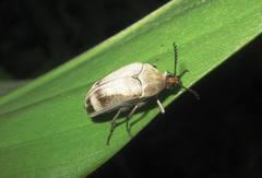 Ripiphoridae