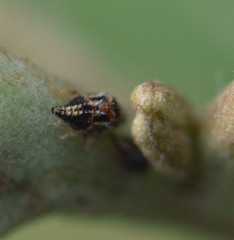 Smiliini