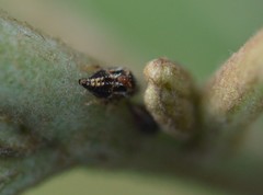 Smiliini