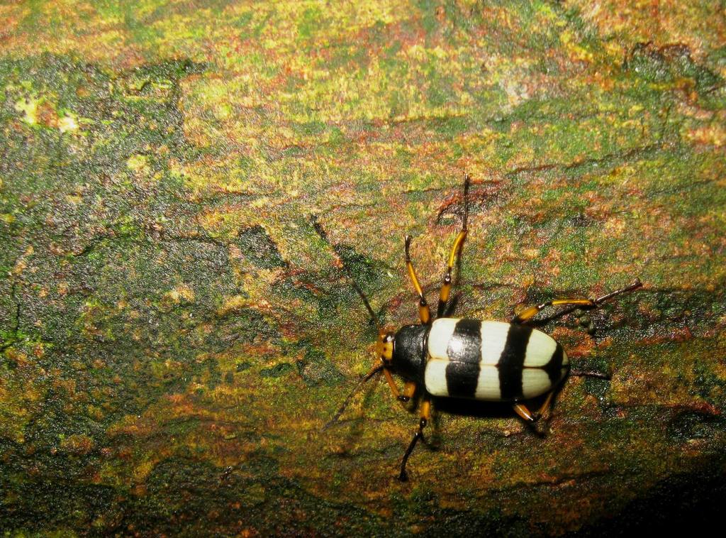 Poecilesthus geniculatus