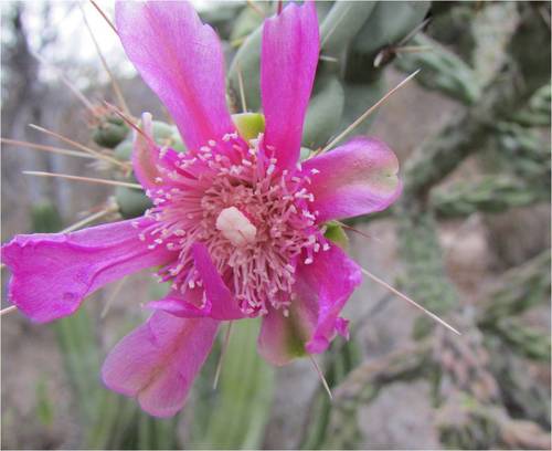 Chain-link Cholla
