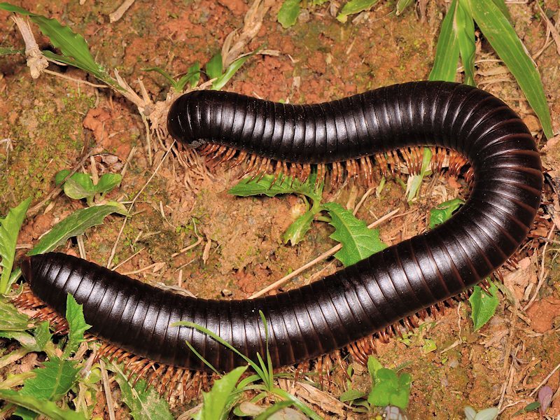 Sechelleptus