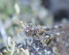 Oedaleus abruptus