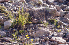 Leucosticte brandti
