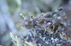 Oedaleus abruptus