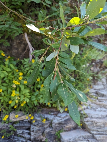 Image of Salix scouleriana by (c) Caleb Catto, some rights reserved (CC BY)